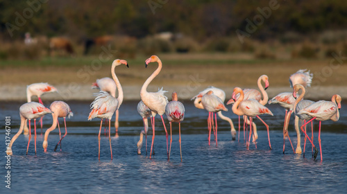 group of flamingos © bora