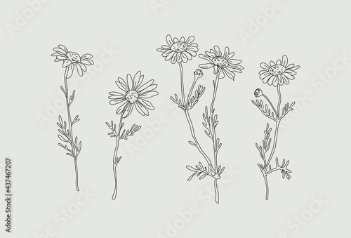 Wildflower daisy vector line art set. Flower doodle botanical collection. Herbal and meadow plants, grass. Vector illustration isolated on white background.