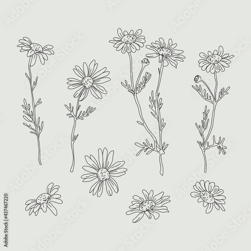 Wildflower daisy vector line art set. Flower doodle botanical collection. Herbal and meadow plants, grass. Vector illustration isolated on white background. photo