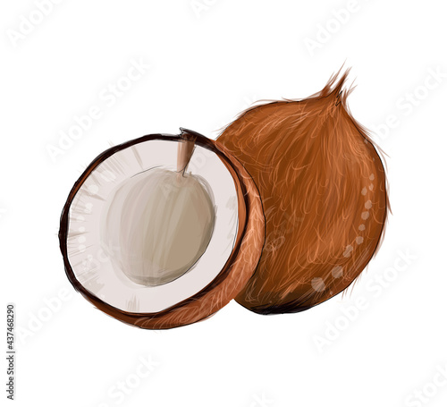 Set of whole coconut, coconut halves from splash of watercolors, colored drawing, realistic. Vector illustration of paints