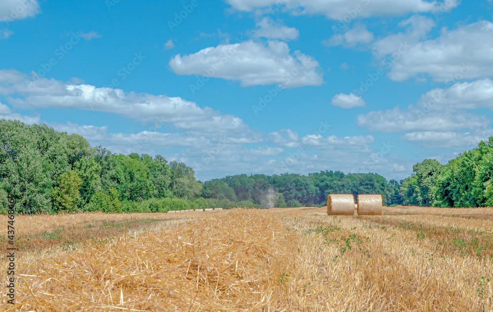 Fototapeta premium Straw bales on the field