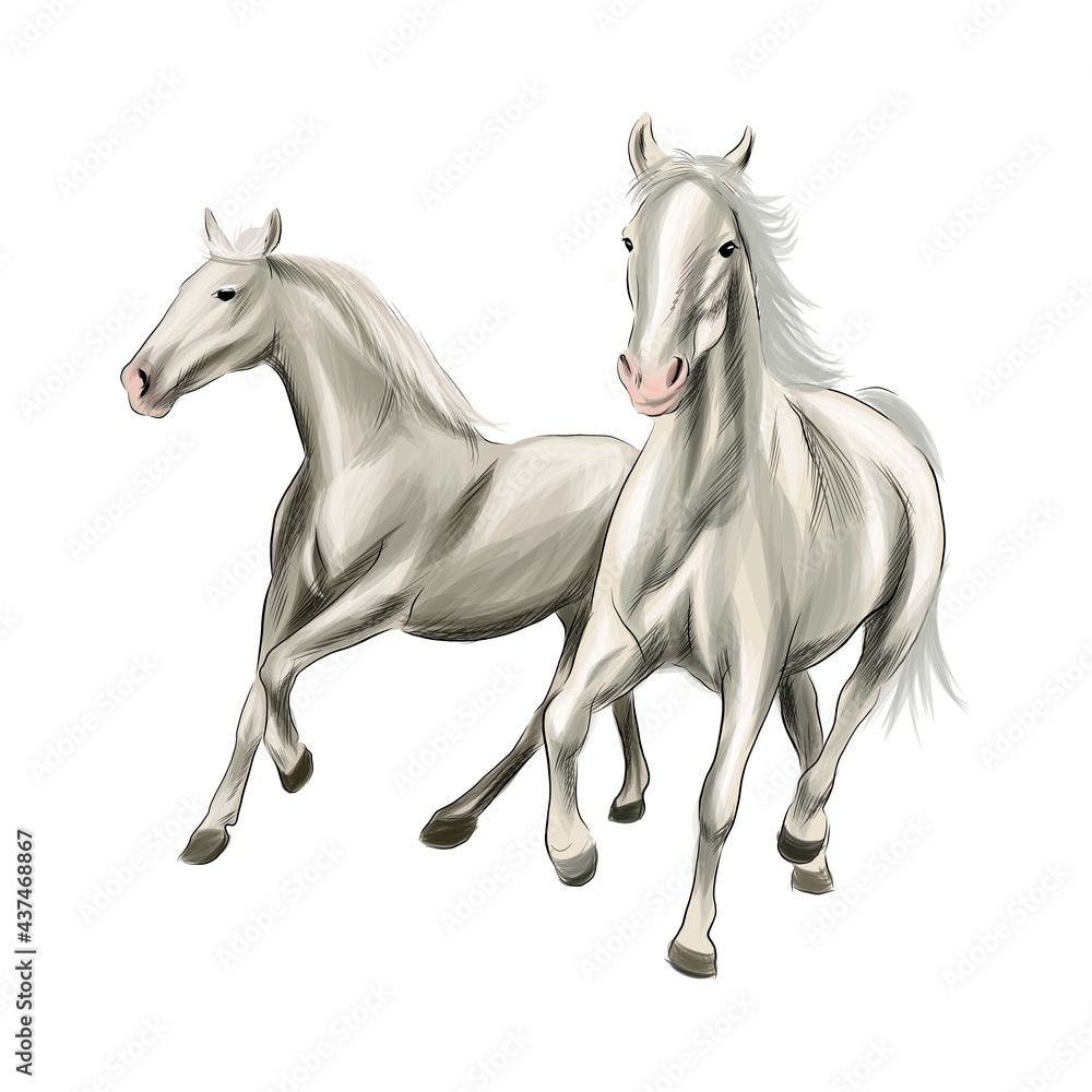 Fototapeta Two white horses running at a gallop from splash of watercolors, colored drawing, realistic. Vector illustration of paints