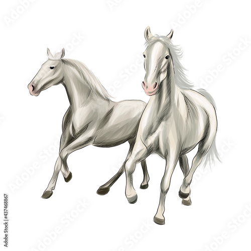 Two white horses running at a gallop from splash of watercolors  colored drawing  realistic. Vector illustration of paints