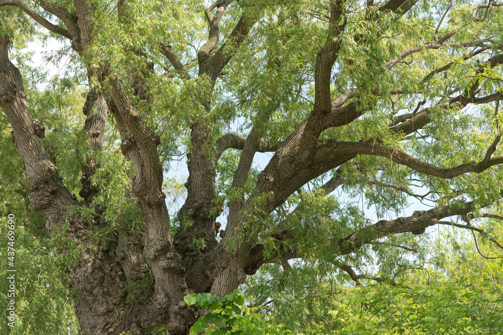 Fototapeta premium grand willow tree branches in the park