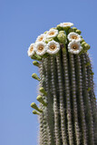 Saguaro Cactus blossoms in Saguaro National Park, Arizona 