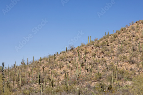 Saguaro Cactus in Saguaro national park, Arizona