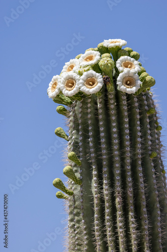 Saguaro Cactus blossoms in Saguaro National Park, Arizona 