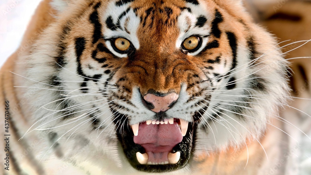 Obraz premium tiger in zoo