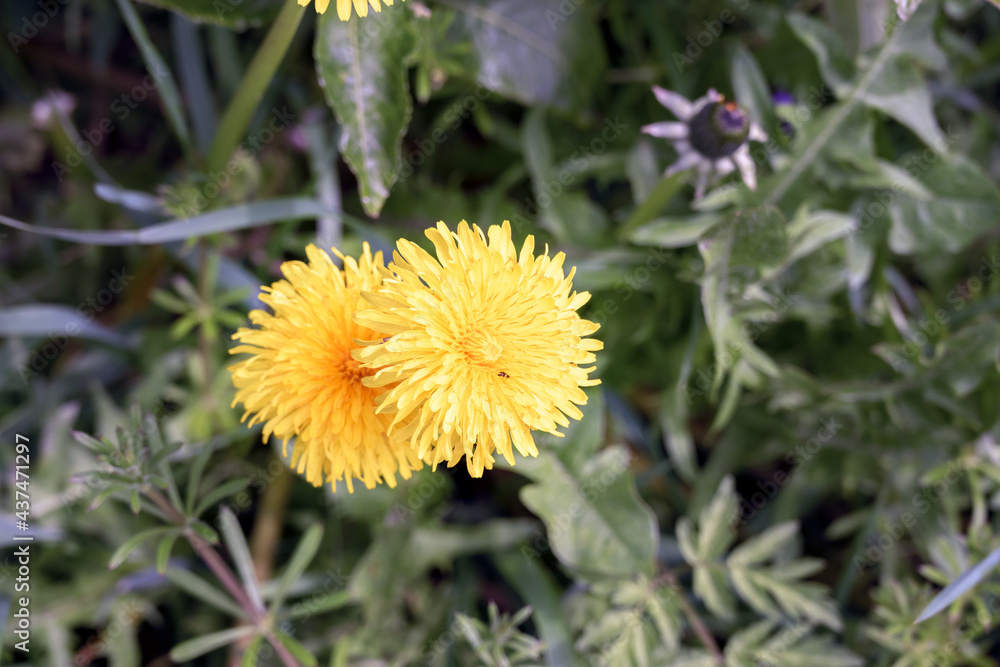 Two yellow dandelion flowers among the grass in spring, close up. Two yellow dandelion flowers among the grass in spring, close up.