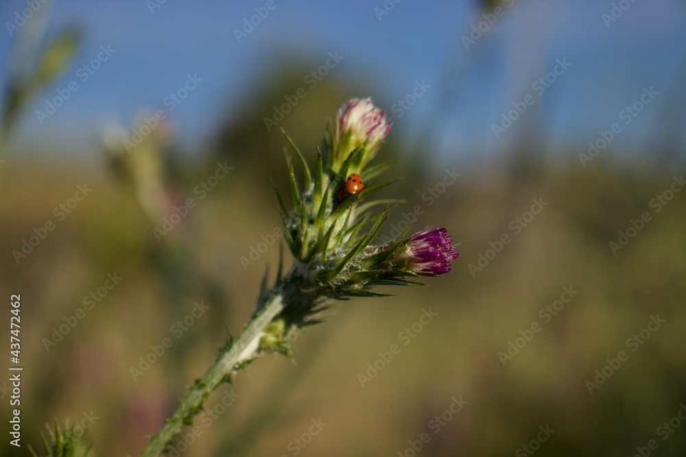 flowers on a meadow flowers on a meadow