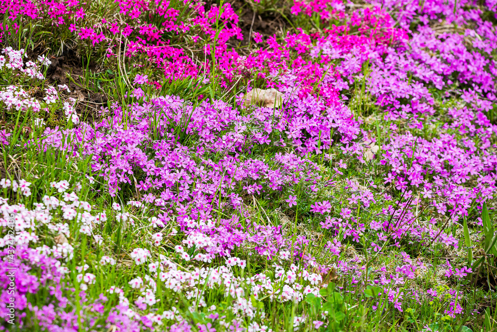 Different colors of Phlox pilosa in garden Different colors of Phlox pilosa in garden