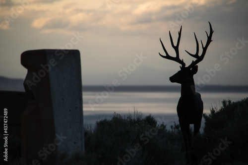 deer silhouette horns