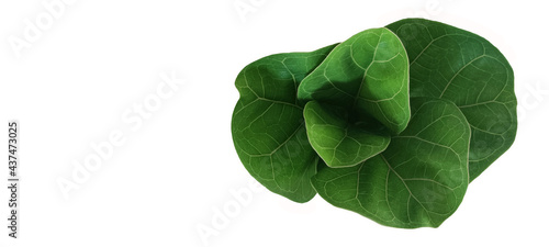 Collard greens on white background for create the best your work. photo