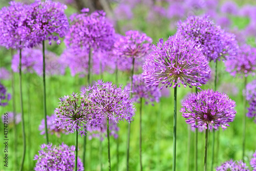 Quadro em tela A field with bright purple flowers of the ornamental onion grows in the green in