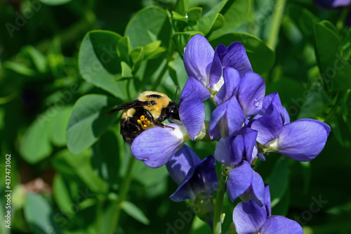 Bumblebee which is a member of the genus Bombus, part of Apidae on Blue false indigo flower.  The flower is also known as blue wild indigo.