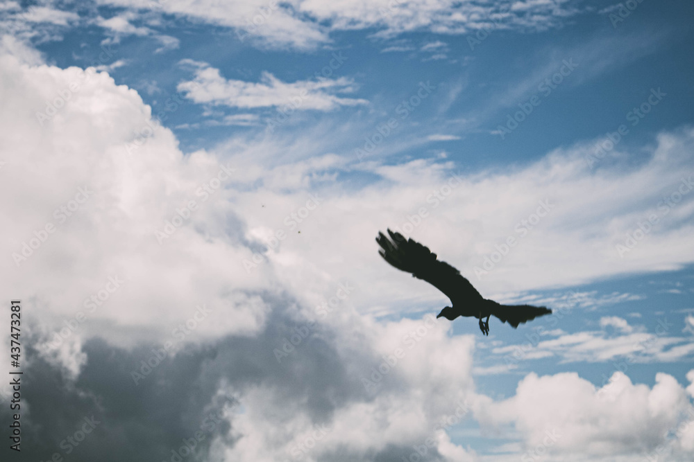 Obraz premium vulture in flight