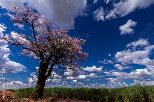 sugar cane field and pink ipe tree with clouds blue sky, in Brazil