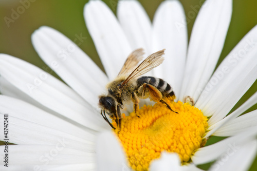 Gemeine Sandbiene, Gewöhnliche Bindensandbiene // Yellow Legged Mining Bee (Andrena flavipes) photo