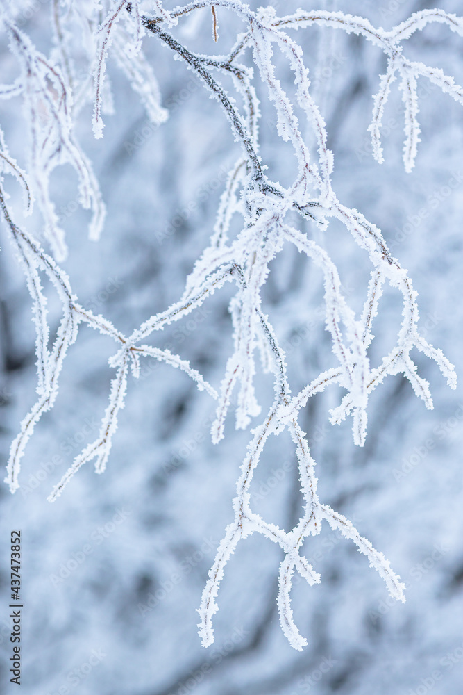 Snow and rime ice on the branches of bushes. Beautiful winter background with trees covered with hoarfrost. Plants in the park are covered with hoar frost. Cold snowy weather. Cool frosting texture. Snow and rime ice on the branches of bushes. Beautiful winter background with trees covered with hoarfrost. Plants in the park are covered with hoar frost. Cold snowy weather. Cool frosting texture.