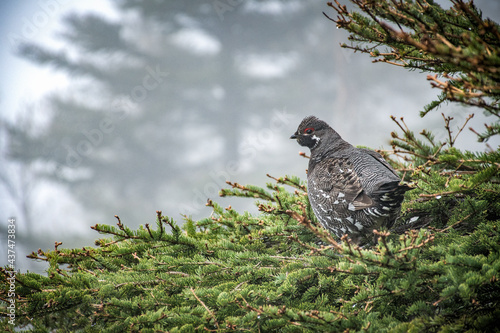 Fotografia Canada grouse standing on a branch, Gaspesie, Quebec, Canada