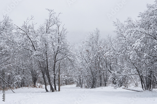 Beautiful winter landscape. Snow on the branches of trees and bushes after a snowfall. Beautiful winter background with snow-covered trees. Plants and fresh snow in the forest park. Cold snowy weather