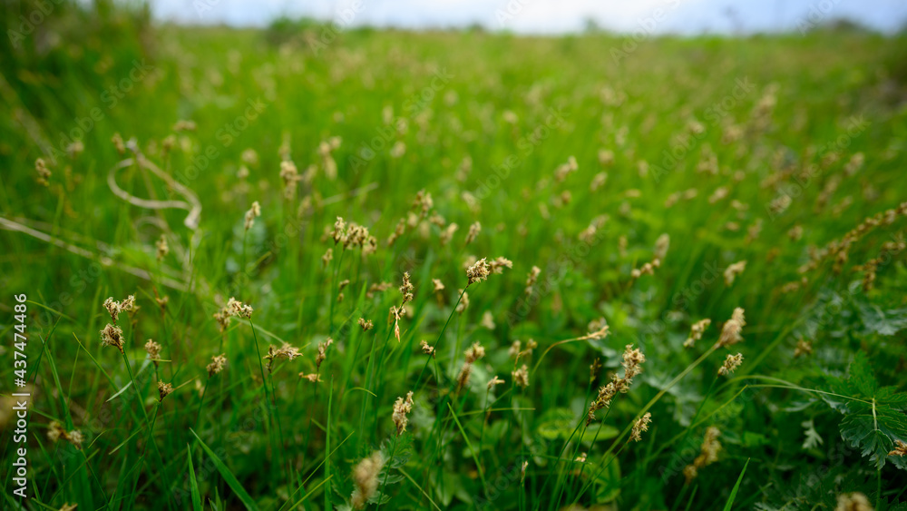 Grassy spring field