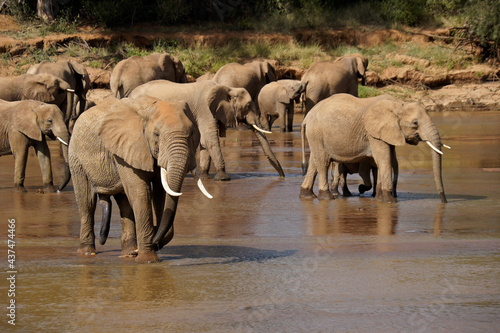 Sticker Herd of elephants drinking from Ewaso (Uaso) Nyiro River, Samburu Game Reserve,