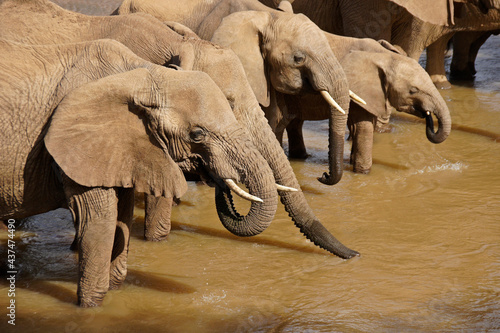 Herd of elephants drinking from Ewaso (Uaso) Nyiro River, Samburu Game Reserve, Kenya photo