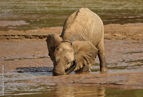 Elephant calf drinking with mouth rather than trunk at Ewaso (Uaso) Nyiro River, Samburu Game Reserve, Kenya photo