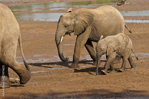 Elephants crossing Ewaso (Uaso) Nyiro River, Samburu Game Reserve, Kenya photo