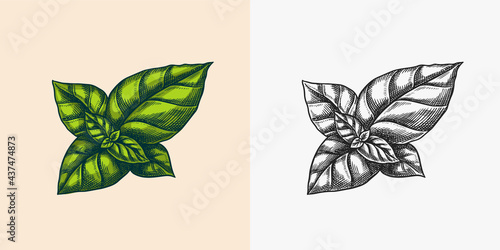 Basil leaves for Pesto sauce. Green vegetarian food. Engraved hand drawn sketch.