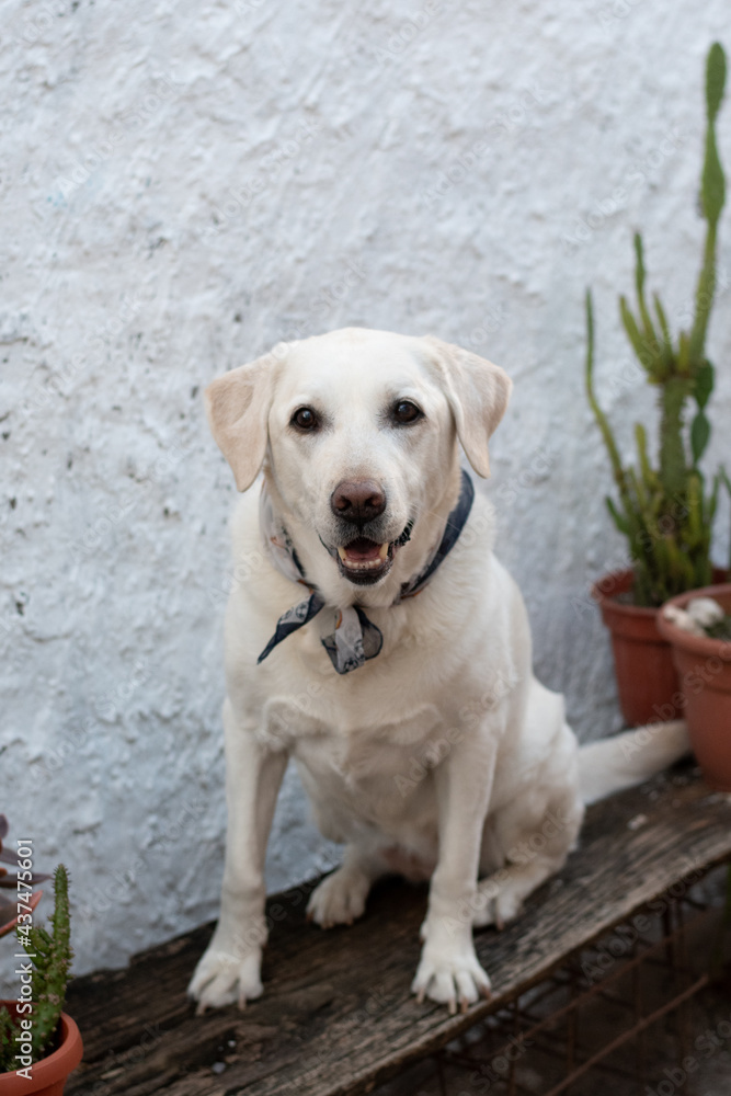 smiling white labrador retriever with a scarf on his neck smiling white labrador retriever with a scarf on his neck