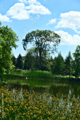 Vertical view of a beautiful long tree on a lake bank with clear blue sky and trees in the back ground in Jarry Park. Love, care, romance, happiness, positive energy, inspiration, tranquil concepts photo