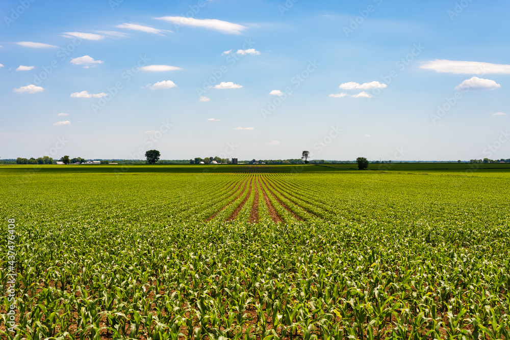 Cornfield in the Midwest