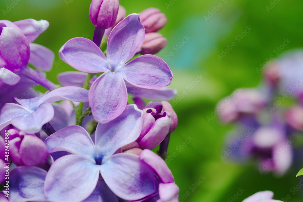 Obraz premium 森で咲く美しい紫の花