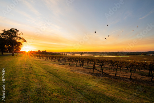 Hot Air balloons in Pokolbin wine region over vineyard at sunrise  Hunter Valley  NSW  Australia