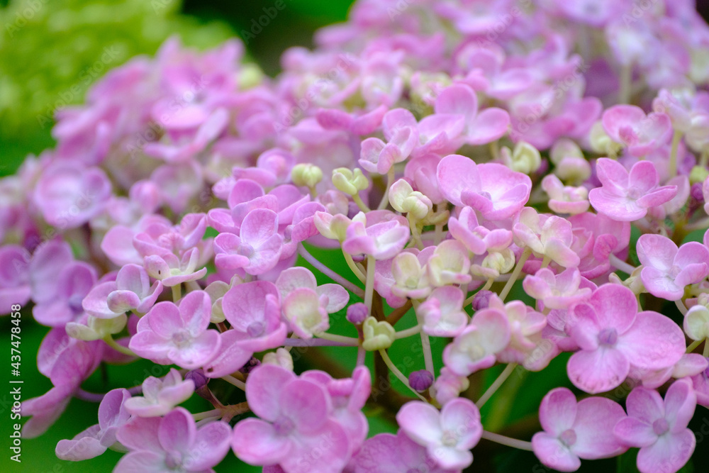 庭のガーデニングでさくピンクのコアジサイの花。日本原産の可愛い花。ピンクの紫陽花の花言葉は「強い愛情」「元気な女性」