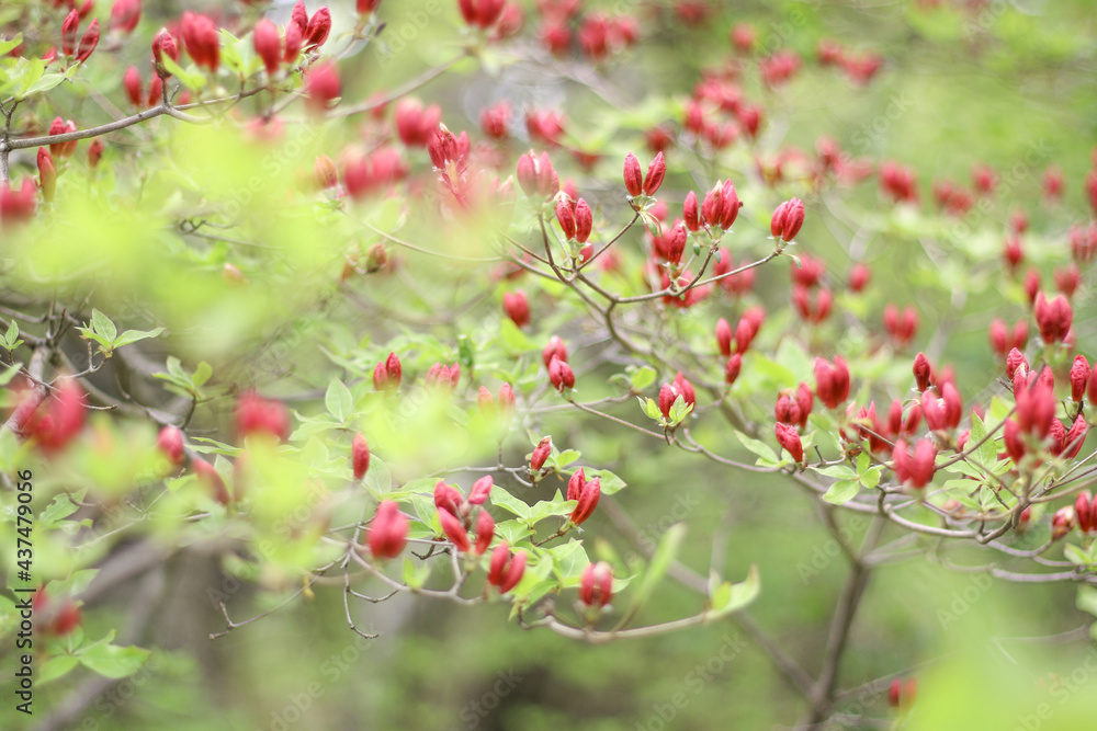 Obraz premium 植物