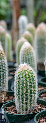 Selective focus on a single potted cacti in a grouping at a garden store