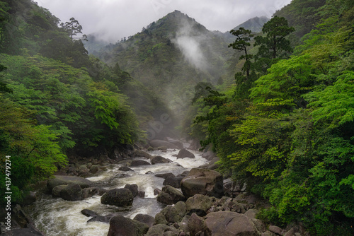 Rainy forest