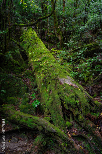 Moss in tree