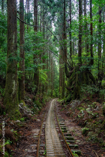 Rail path in the woods