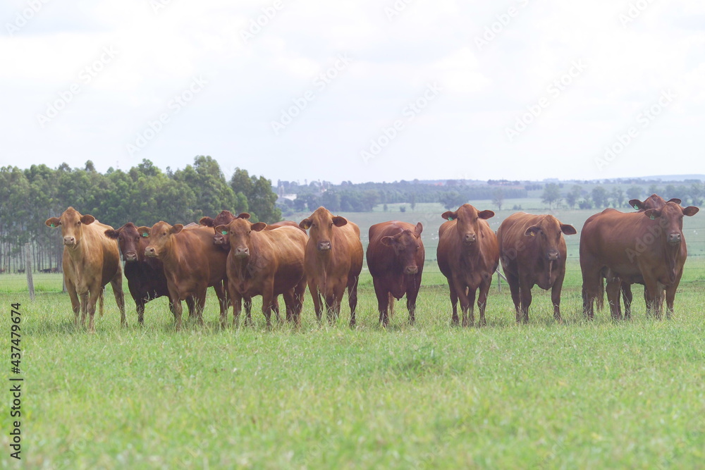 Vacas Red Brangus - Doadoras Brangus