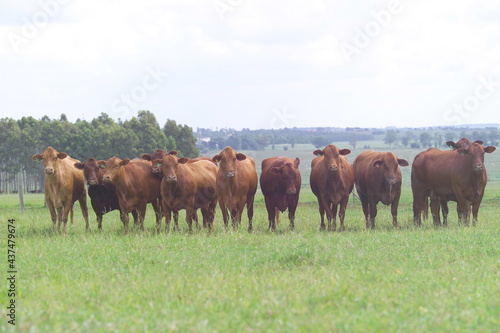 Vacas Red Brangus - Doadoras Brangus