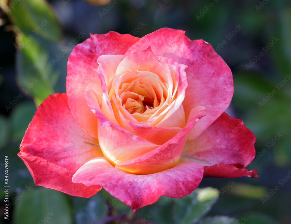 'Tangerine Streams' Orange Blend Floribunda Rose in Bloom. San Jose Municipal Rose Garden, San Jose, California, USA. 'Tangerine Streams' Orange Blend Floribunda Rose in Bloom. San Jose Municipal Rose Garden, San Jose, California, USA.
