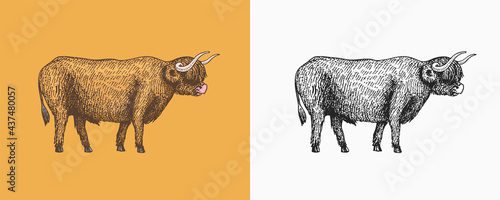 Domestic Cow. Farm animal. Vintage sketch for shop. Badge for t-shirts. Hand Drawn engrave Vector illustration.