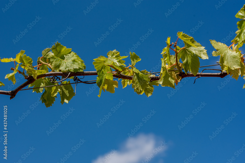 Obraz premium Grape plant with the blue sky behind.