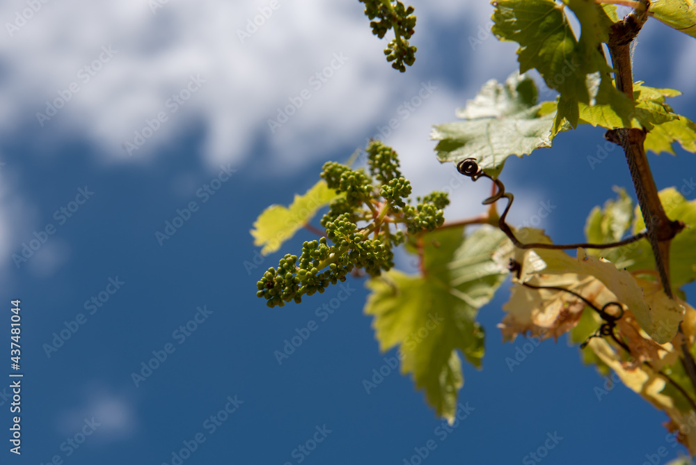 Grape plant with the blue sky behind. Grape plant with the blue sky behind.