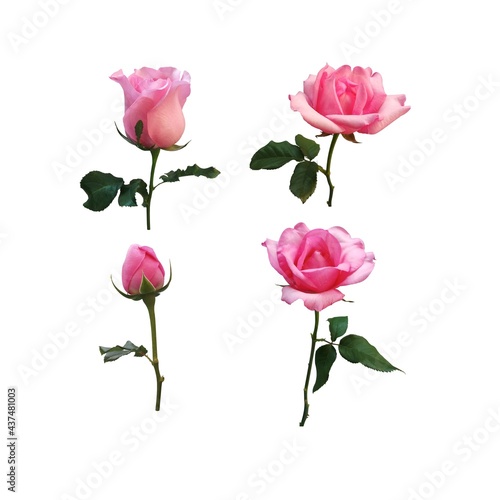 set pink rose isolated on white background