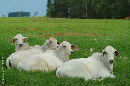 Vacas da raça Brahman - Doadoras Brahman